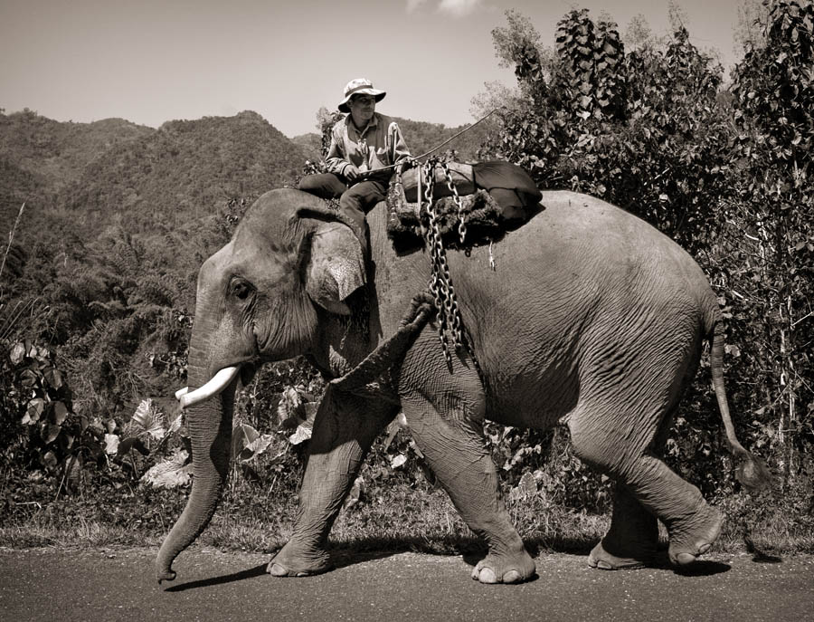 activit43Sepia