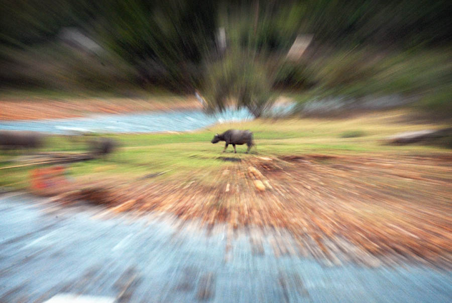 activitbuffalo